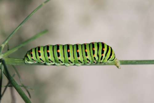 Caterpillar Green Nature Entomology Butterfly