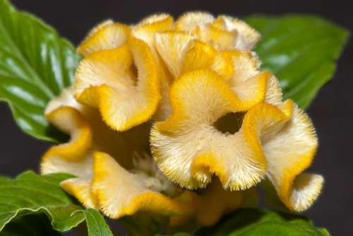 Celosia Blossom Bloom Flower Plant Nature