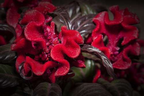 Celosia Red Flower Blossom Bloom Nature Plant