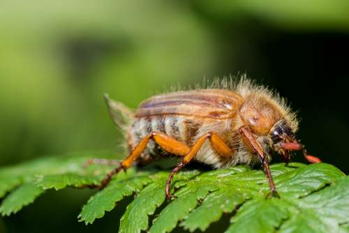 Chafer Maikäfer Krabbeltier Insect Close Up Macro