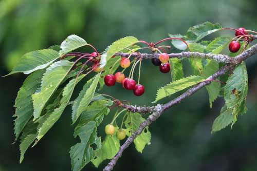 Cherries Cherry Tree Fruits Fruit Fruit Tree Tree