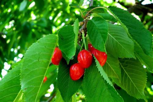Cherries Fruit Red Mature Fresh Vitamins Healthy