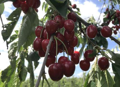 Cherries Fruit Cherry Ripe Fresh Food Bio