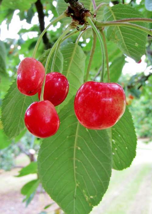 Cherries Red Tree Leaves Cherry Tree Fruits Fruit