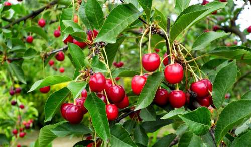 Cherries Fruit Tree Vitamins Summer Garden Red