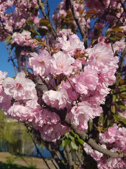 Cherry Sakura Bloom Tree Spring Nature Flower