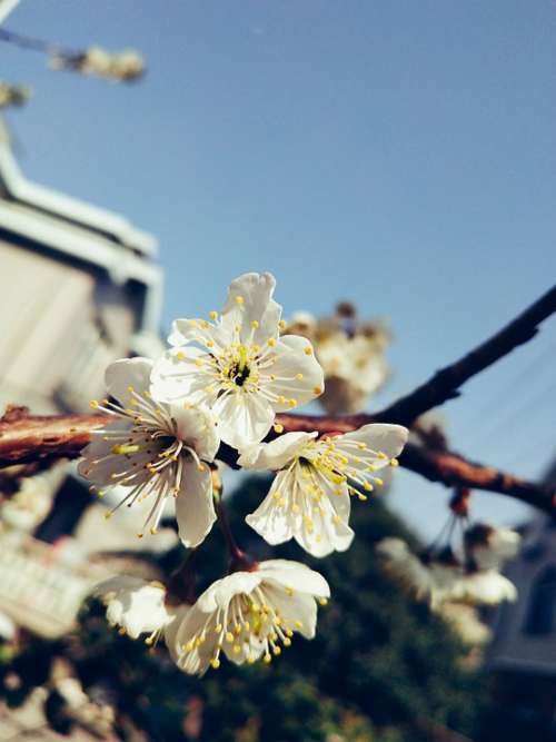 Cherry Blossom Flower White