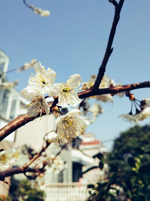 Cherry Blossom Flower Branch