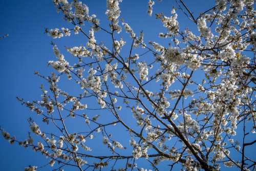 Cherry Blossoms Flowers Branch White Cherry Tree