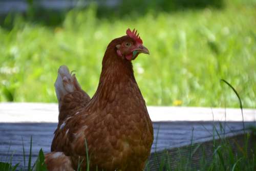 Chicken Hen Laying Hens Poultry Animal Livestock