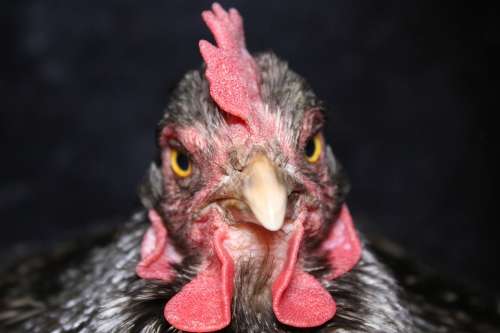 Chicken Hen Bill Poultry Free Range Animal Nature