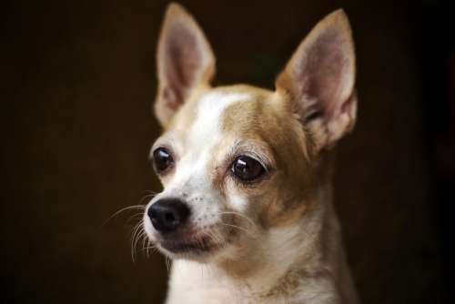 Chihuahua Dog Little Puppy Cute Small Pet Animal