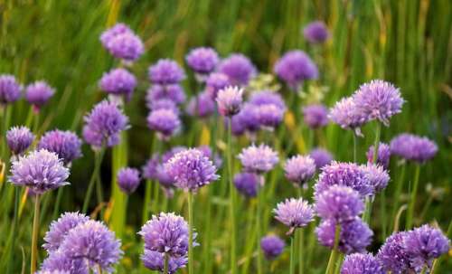 Chives Blossom Bloom Purple Nature Garden Herbs