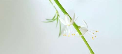 Chlorophytum Comosum Green Branch Blossom White