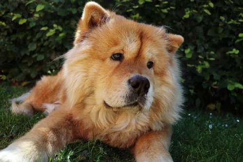 Chow Chow Dog Pet Cute Chow-Chow Chow Adorable