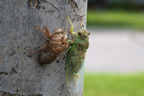 Cicada Insect Bug Nature Molt Molting Shedding