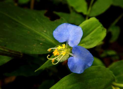 Cielito Blue Flower Petals Anthers Leaves Garden