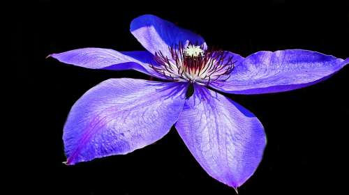 Clematis Blue Creeper Flower Nature Spring Garden