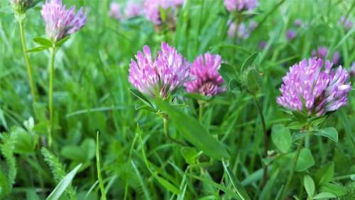 Clover Pink Flower Field Meadow Grass Green