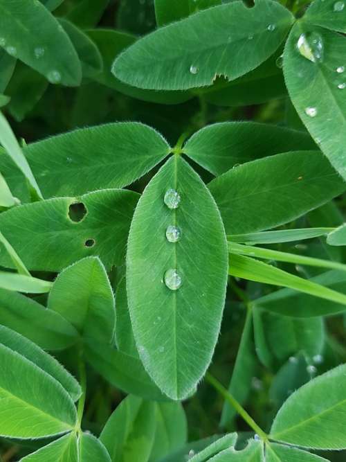 Clover Dew Rain Summer Green Nature Leaf