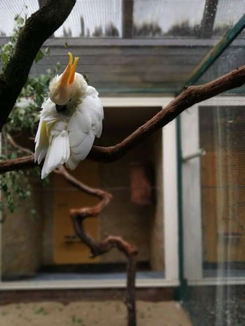 Cockatoo Bird Branch Animal Bill Feather White
