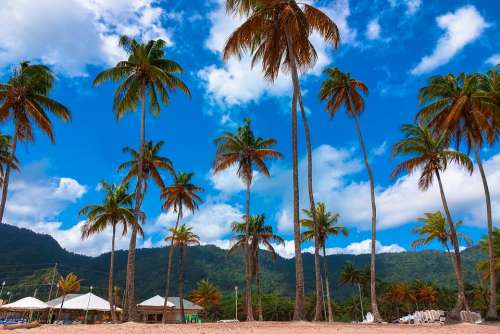 Coconut Tree Clouds Sunlight Blue Sky Tall Tents