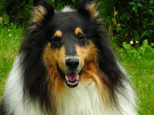 Collie Dog Animal Pet Purebred Dog Herding Dog