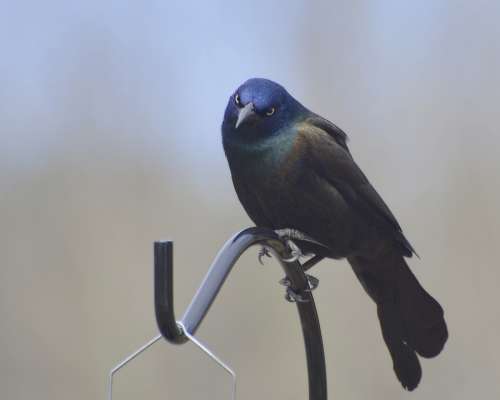 Common Grackle Grackle Standing Grackle Common Post