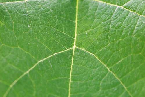 Common Grape Vine Vitis Vinifera Leaf Green Plant