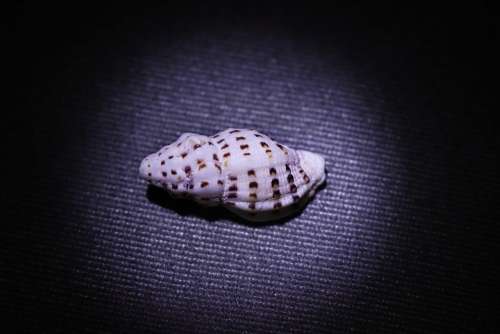 Conch Shellfish Shell Marine Molluscs Souvenir