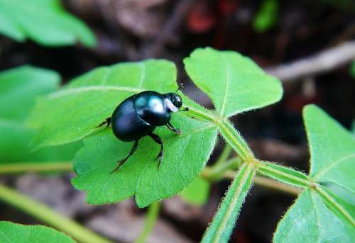 Coquito Beetle Ladybug Coleoptera Insect Animals