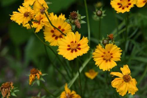 Coreopsis Flower Yellow Happy Cheerful Plant