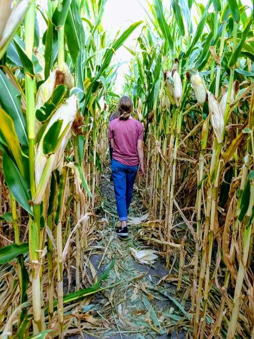 Corn Maze Corn Harvest Maze Cornfield Stalk Fall