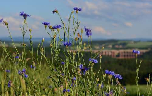 Cornflower Field Nature Reported Scenic