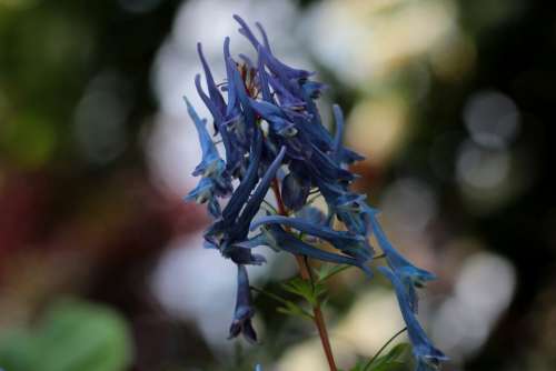 Corydalis Flexuosa Spinners Helmbloem Blue Garden