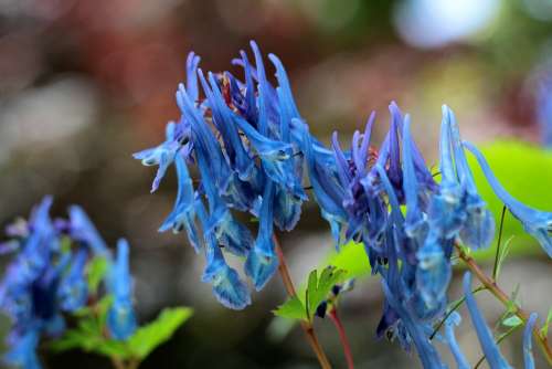 Corydalis Flexuosa Spinners Helmbloem Blue Garden