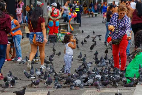 Costa Rica San Jose Child Pigeons Town Urban