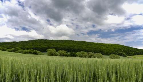 Country Forest Nature Field The Grain The Clouds