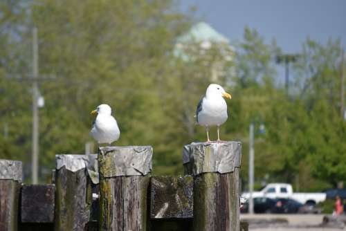 Couple Birds Seagulls Disagreement