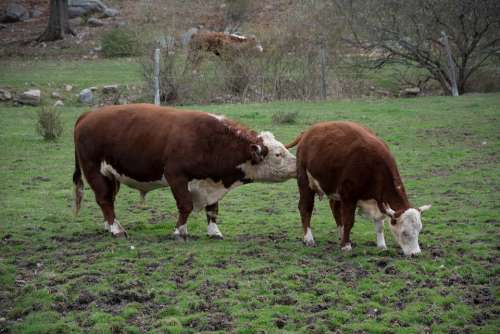 Cow Farm Animal Livestock Beef Mammal Pasture