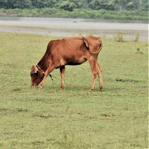 Cow Brown Cattle Graze Grass Mammal