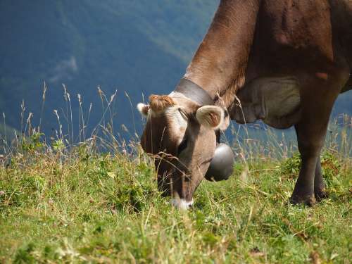 Cow Oxen Cattle Meadow Farm Browser Landscape