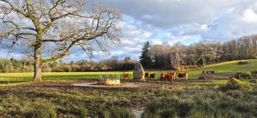 Cows Cattle Field Limousin France Rural Megalith