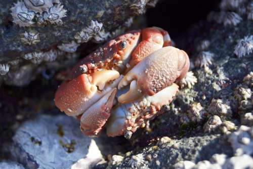 Crab Crustacean Water Animal Ocean Beach Seafood