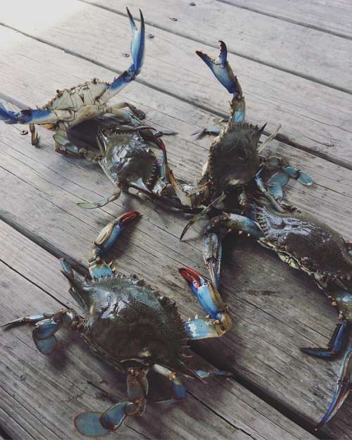 Crabs Crab Seafood Crustacean Shellfish