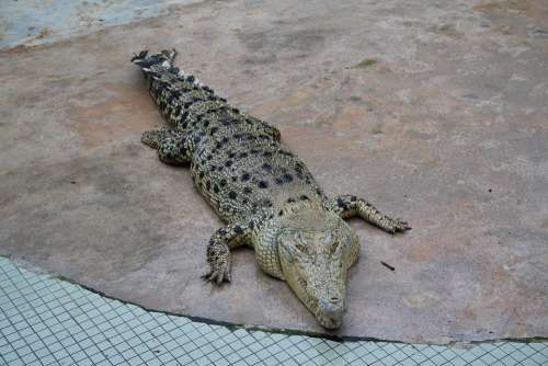 Crocodile Farm Zoo Crocodiles Reptile Show