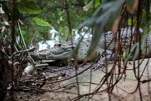 Crocodile Predator Reptile Animal Water Nature