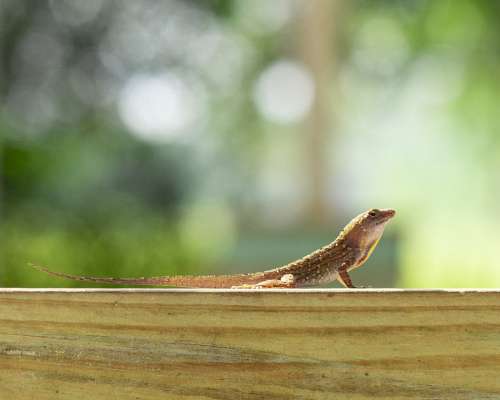 Cuban Brown Anole Florida Lizard Porch Outdoors