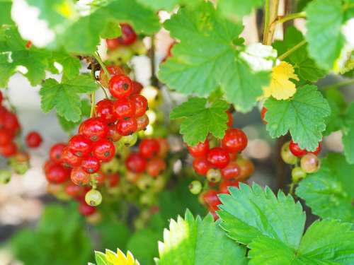 Currant Garden Plant Bush Green Red Nature