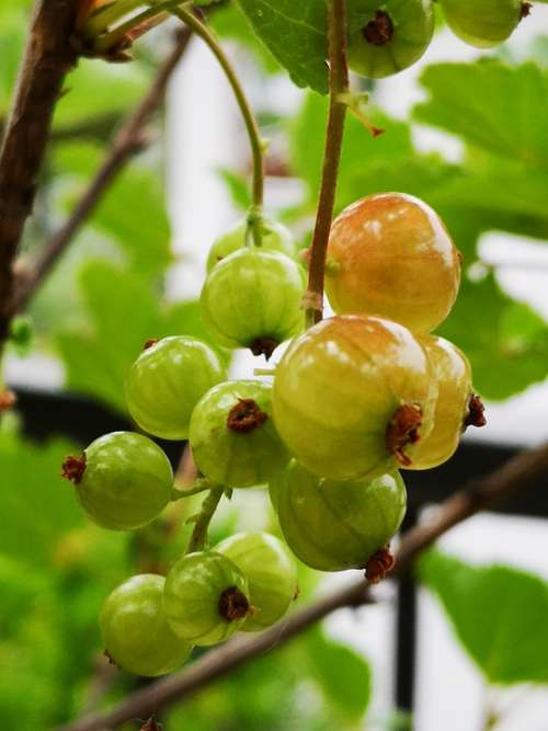 Currant Fruit Nature Green Acerbo
